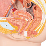 Female Pelvis Model in Median Section, 2 part - 3B Smart Anatomy