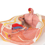 Female Pelvis Model in Median Section, 2 part - 3B Smart Anatomy