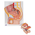 Male Pelvis Model in Median Section, 2 part - 3B Smart Anatomy