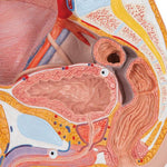 Male Pelvis Model in Median Section, 2 part - 3B Smart Anatomy