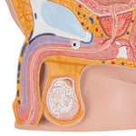 Male Pelvis Model in Median Section, 2 part - 3B Smart Anatomy