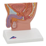 Male Pelvis Model in Median Section, 1/2 Life-Size - 3B Smart Anatomy