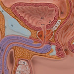 Male Pelvis Model in Median Section, 1/2 Life-Size - 3B Smart Anatomy