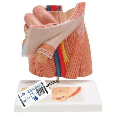 Inguinal Hernia Urology Model - 3B Smart Anatomy