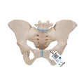 Female Pelvis Skeleton Model, 3 part - 3B Smart Anatomy