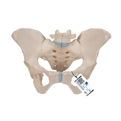 Female Pelvis Skeleton Model, 3 part - 3B Smart Anatomy