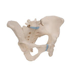 Female Pelvis Skeleton Model, 3 part - 3B Smart Anatomy