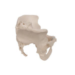 Female Pelvis Skeleton Model, 3 part - 3B Smart Anatomy