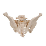Female Pelvis Skeleton Model, 3 part - 3B Smart Anatomy