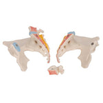 Female Pelvis Skeleton Model, 3 part - 3B Smart Anatomy