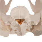 Female Pelvis Skeleton Model, 3 part - 3B Smart Anatomy