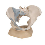 Female Pelvis Skeleton Model with Ligaments, 3 part - 3B Smart Anatomy