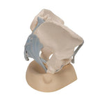 Female Pelvis Skeleton Model with Ligaments, 3 part - 3B Smart Anatomy