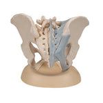 Female Pelvis Skeleton Model with Ligaments, 3 part - 3B Smart Anatomy