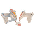 Female Pelvis Skeleton Model with Ligaments, 3 part - 3B Smart Anatomy