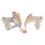 Female Pelvis Skeleton Model with Ligaments, 3 part - 3B Smart Anatomy