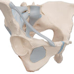 Female Pelvis Skeleton Model with Ligaments, 3 part - 3B Smart Anatomy