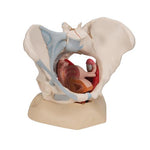 Female Pelvis Skeleton Model with Ligaments, Muscles & Organs, 4 part - 3B Smart Anatomy