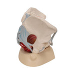 Female Pelvis Skeleton Model with Ligaments, Muscles & Organs, 4 part - 3B Smart Anatomy