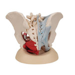 Female Pelvis Skeleton Model with Ligaments, Muscles & Organs, 4 part - 3B Smart Anatomy