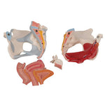 Female Pelvis Skeleton Model with Ligaments, Muscles & Organs, 4 part - 3B Smart Anatomy