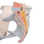 Female Pelvis Skeleton Model with Ligaments, Muscles & Organs, 4 part - 3B Smart Anatomy
