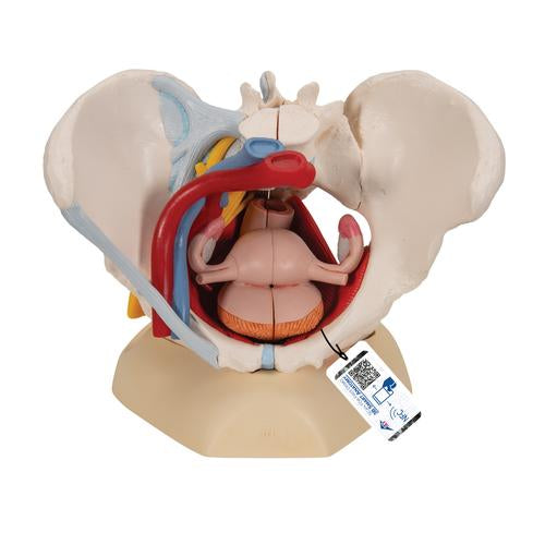 Human Female Pelvis Skeleton Model with Ligaments, Vessels, Nerves, Pelvic Floor Muscles & Organs, 6 part - 3B Smart Anatomy