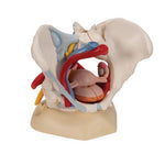 Human Female Pelvis Skeleton Model with Ligaments, Vessels, Nerves, Pelvic Floor Muscles & Organs, 6 part - 3B Smart Anatomy