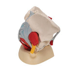 Human Female Pelvis Skeleton Model with Ligaments, Vessels, Nerves, Pelvic Floor Muscles & Organs, 6 part - 3B Smart Anatomy
