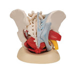 Human Female Pelvis Skeleton Model with Ligaments, Vessels, Nerves, Pelvic Floor Muscles & Organs, 6 part - 3B Smart Anatomy