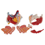 Human Female Pelvis Skeleton Model with Ligaments, Vessels, Nerves, Pelvic Floor Muscles & Organs, 6 part - 3B Smart Anatomy