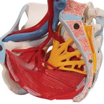 Human Female Pelvis Skeleton Model with Ligaments, Vessels, Nerves, Pelvic Floor Muscles & Organs, 6 part - 3B Smart Anatomy