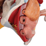 Human Female Pelvis Skeleton Model with Ligaments, Vessels, Nerves, Pelvic Floor Muscles & Organs, 6 part - 3B Smart Anatomy