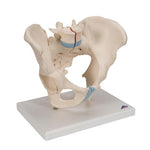 Male Pelvis Skeleton Model, 3 part - 3B Smart Anatomy