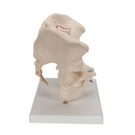 Male Pelvis Skeleton Model, 3 part - 3B Smart Anatomy