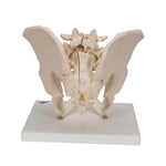 Male Pelvis Skeleton Model, 3 part - 3B Smart Anatomy