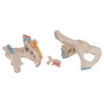 Male Pelvis Skeleton Model, 3 part - 3B Smart Anatomy