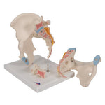 Male Pelvis Skeleton Model, 3 part - 3B Smart Anatomy
