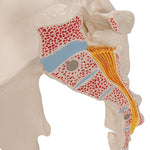 Male Pelvis Skeleton Model, 3 part - 3B Smart Anatomy