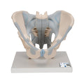 Human Male Pelvis Skeleton Model with Ligaments, 2 part - 3B Smart Anatomy