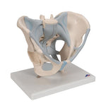 Human Male Pelvis Skeleton Model with Ligaments, 2 part - 3B Smart Anatomy