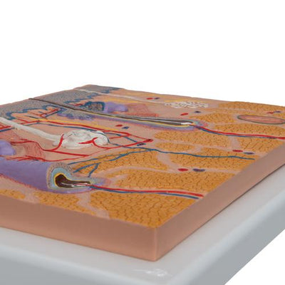 Human Skin Section Model, 70 times Full-Size - 3B Smart Anatomy