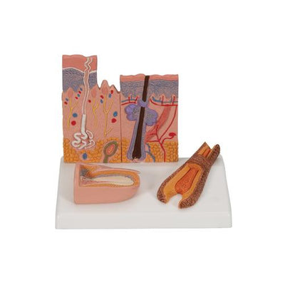 Microscopic Skin, Hair & Nail Model - 3B Smart Anatomy