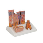 Microscopic Skin, Hair & Nail Model - 3B Smart Anatomy