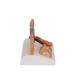 Microscopic Skin, Hair & Nail Model - 3B Smart Anatomy