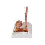 Microscopic Skin, Hair & Nail Model - 3B Smart Anatomy