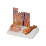 Microscopic Skin, Hair & Nail Model - 3B Smart Anatomy