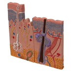 Microscopic Skin, Hair & Nail Model - 3B Smart Anatomy