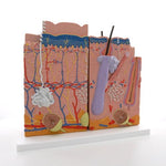 Human Skin Model, 80 times Magnified, 3 part - 3B Smart Anatomy