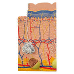 Human Skin Model, 80 times Magnified, 3 part - 3B Smart Anatomy